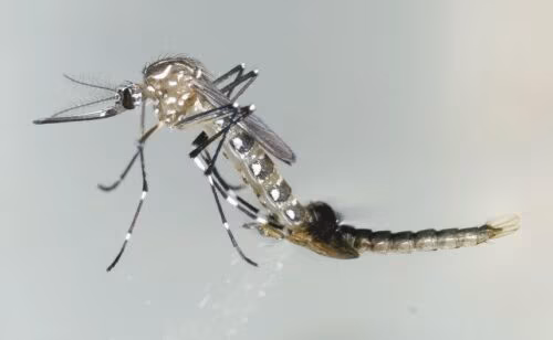 Dia Mundial reforça luta contra desigualdades por trás de doenças negligenciadas - Jornal O São Paulo