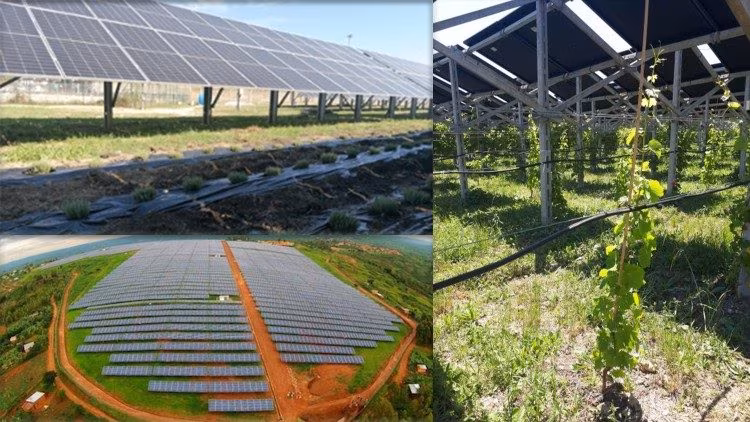 O Vaticano se equipará com um sistema agrovoltaico para autonomia energética - Jornal O São Paulo