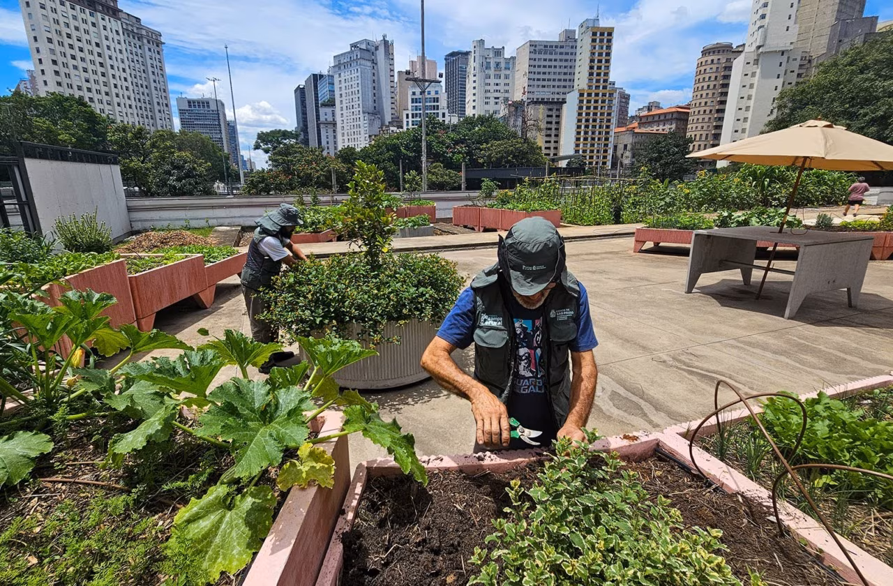 Prefeitura cultiva horta no Centro que já produziu 1 tonelada de alimentos em 2 meses - Jornal O São Paulo
