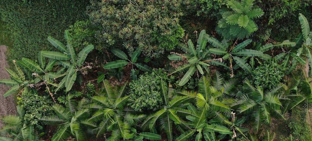 Agricultura sustentável promove conservação e empregos na Amazônia e no Cerrado - Jornal O São Paulo