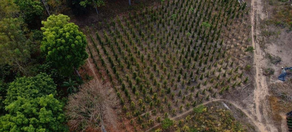 Agricultura sustentável promove conservação e empregos na Amazônia e no Cerrado - Jornal O São Paulo