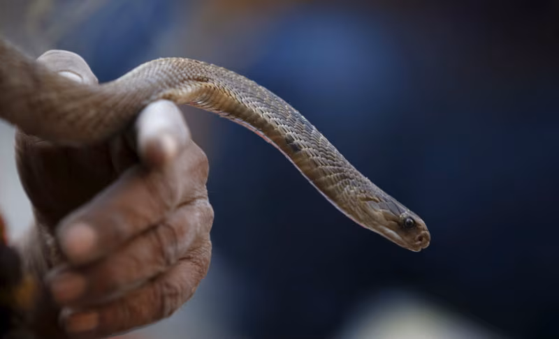 snake