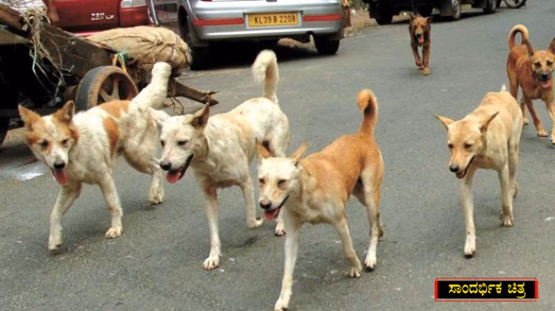 street dogs B