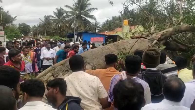 hassan tree fall 1