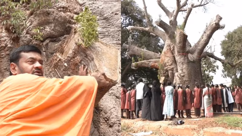 Haveri Tamarind Tree Treatment Kalmath Savanur
