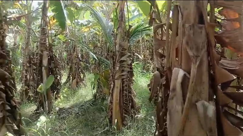 Banana Farm in nanjangud
