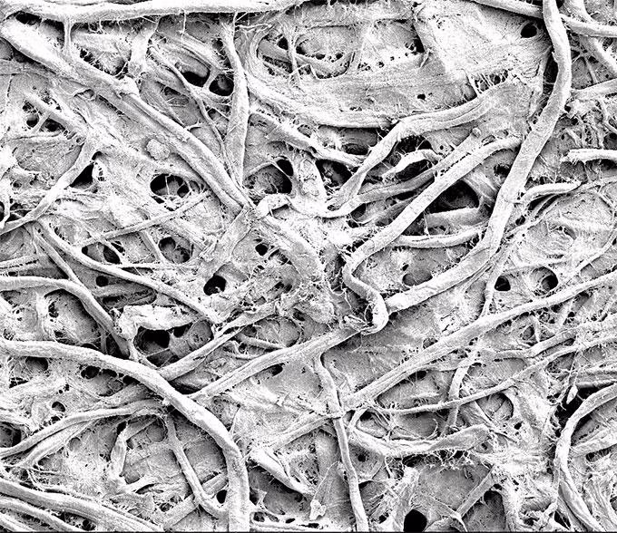 Immagine al microscopio della carta trattata dall’Ing. M. Sala de Medeiros ed il suo team.