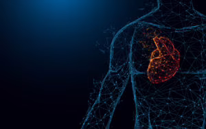 Human heart