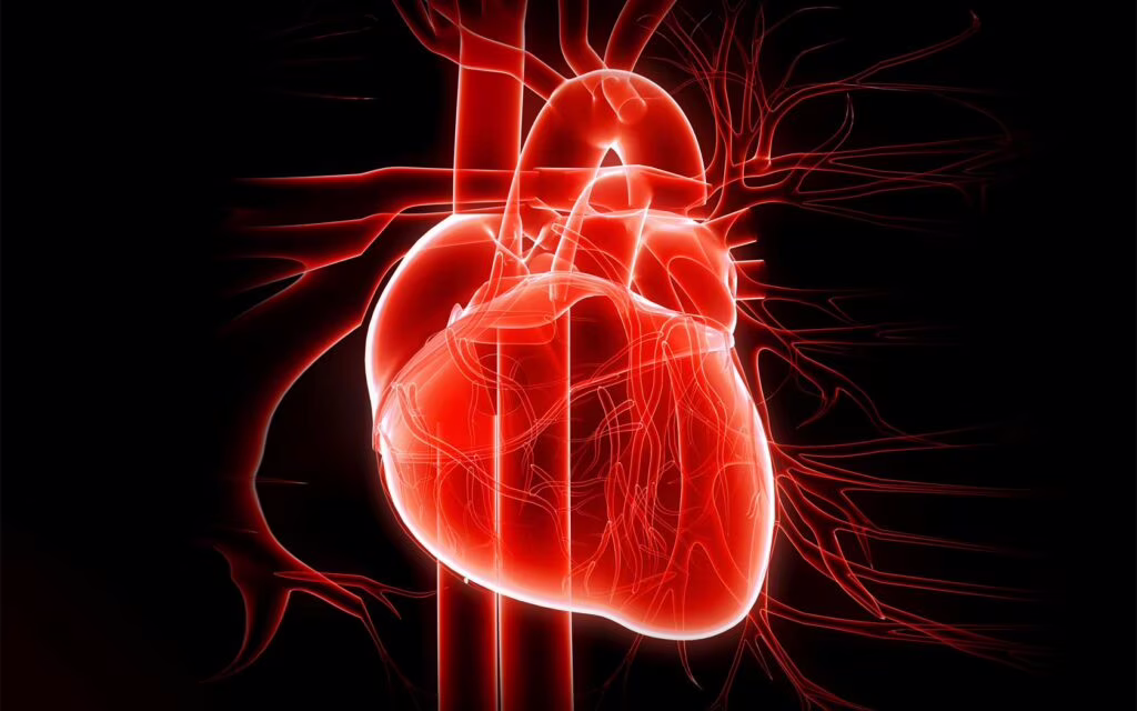 ciclo cardiaco