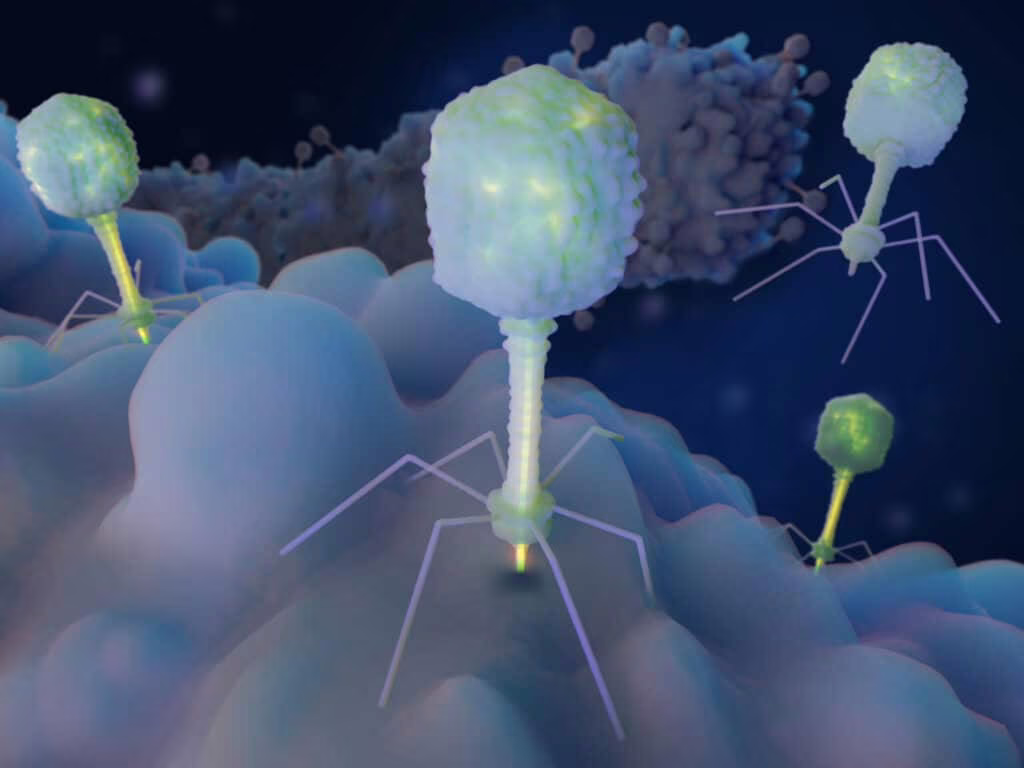 Superbatterio creato in laboratorio, è resistente ai virus
