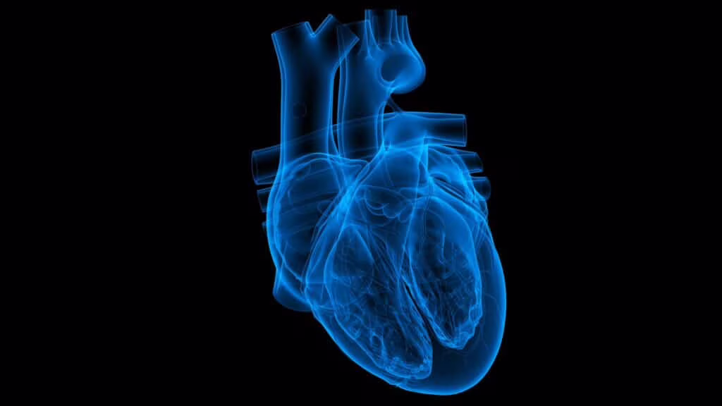 cuore