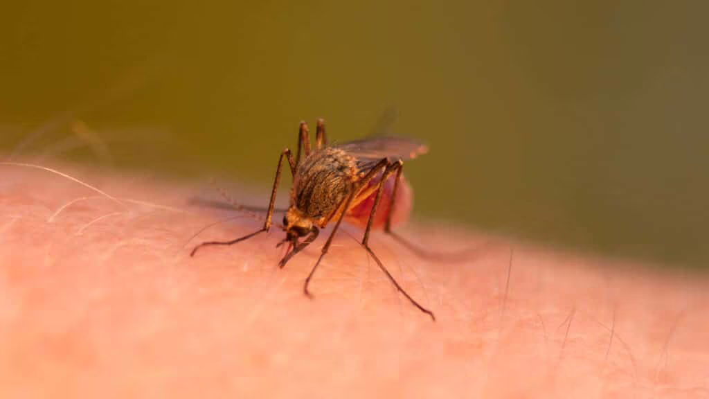 Virus del Dengue: 132 i casi accertati in Italia