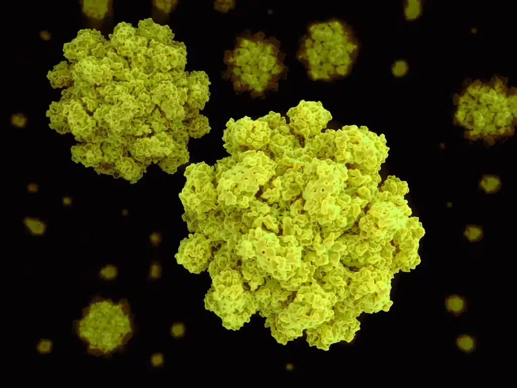 Norovirus: cos’è, legame con la gastroenterite, sintomi e prevenzione