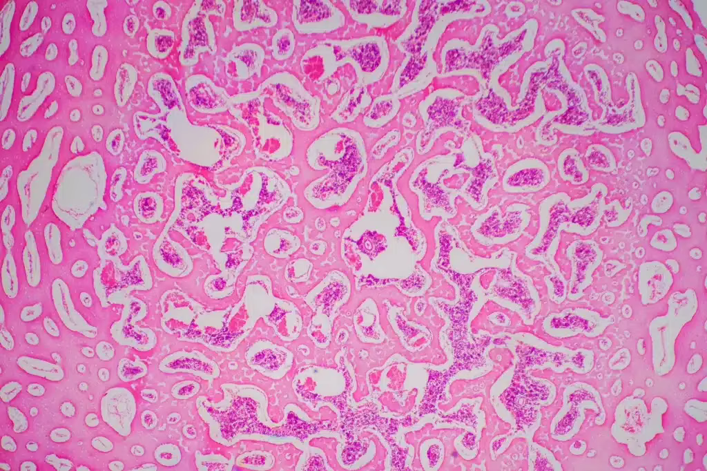 Il nuovo e più completo atlante cellulare rivela i segreti dell’invecchiamento muscolare