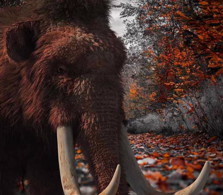 Illustrazione di un mammut (Pixabay) 