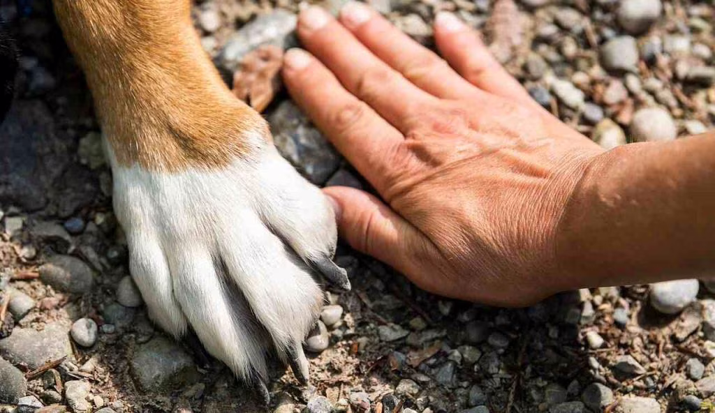 Cane