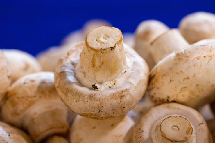 Funghi champignon (Pixabay foto)