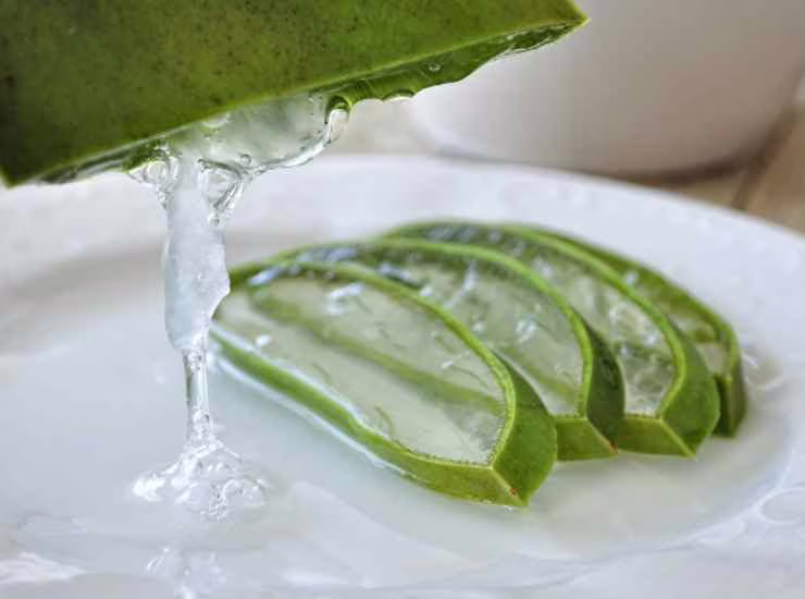 Aloe vera
