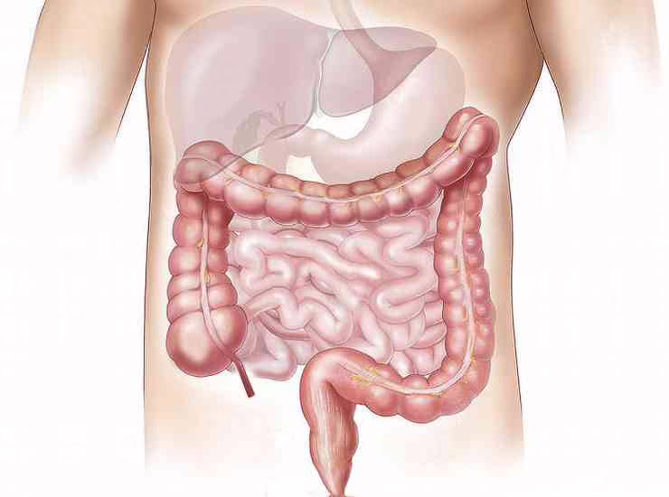 Illustrazione colon