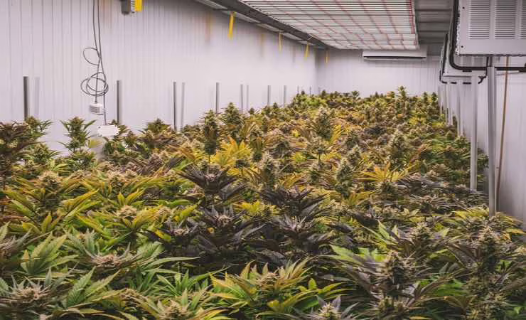 Perché può aiutare la Cannabis