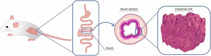 Immagine schematica illustrativa che mostra la localizzazione dell'ileo nel tratto gastrointestinale del topo.