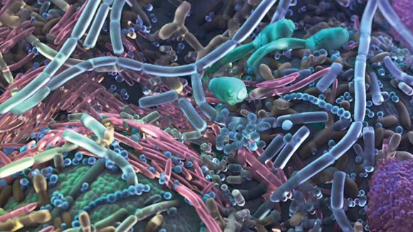 Microbioma Umano