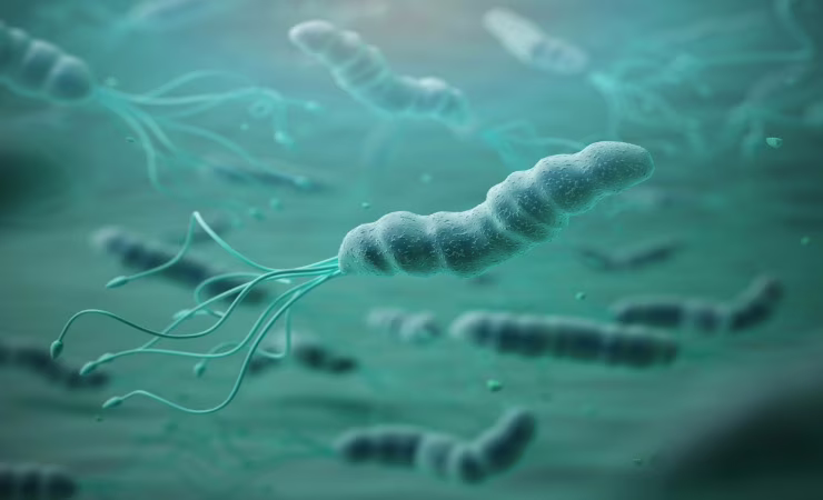 helicobacter al microscopio