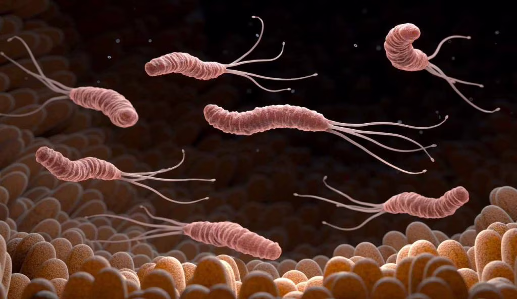 helicobacter al microscopio