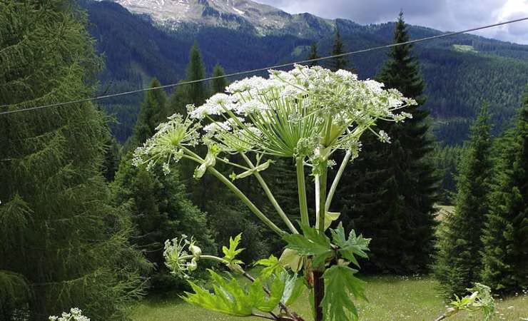 panace gigante nelle montagne