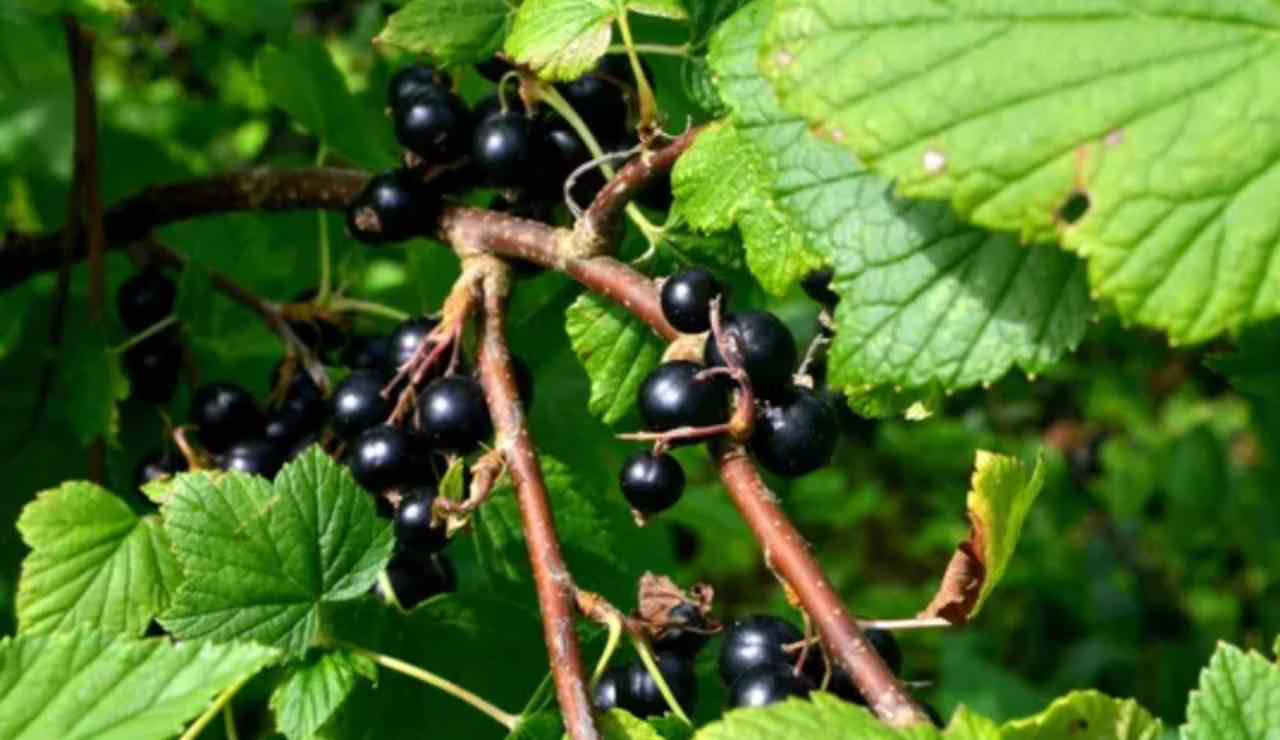 Ribes nero (Depositphotos foto)
