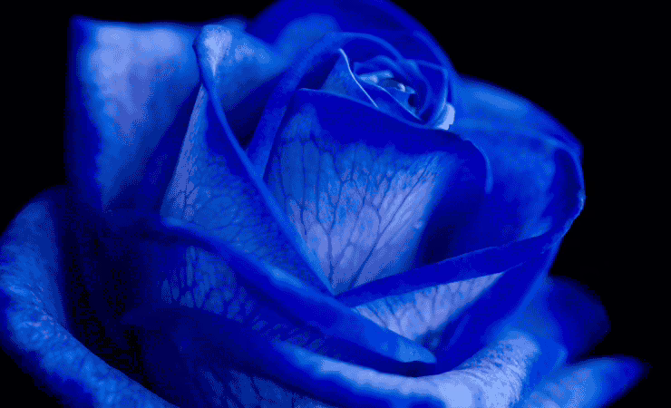 rosa blu in primo piano