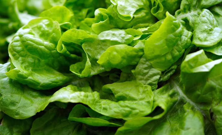 insalata in primo piano