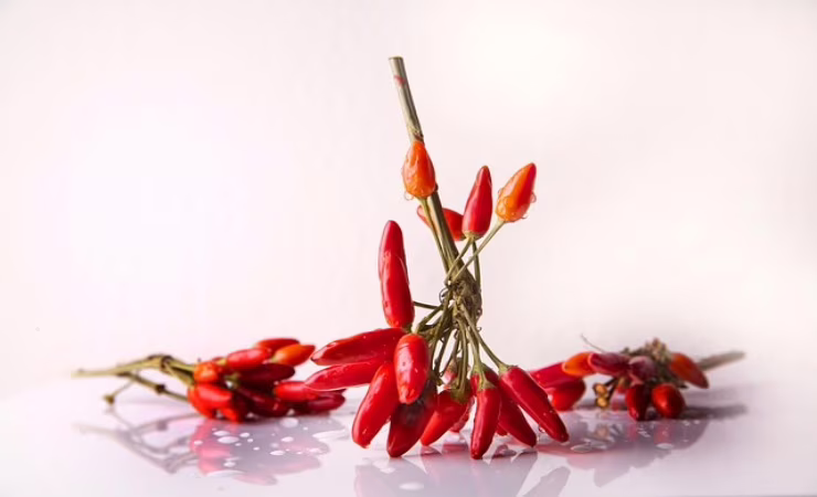 ramo di peperoncino