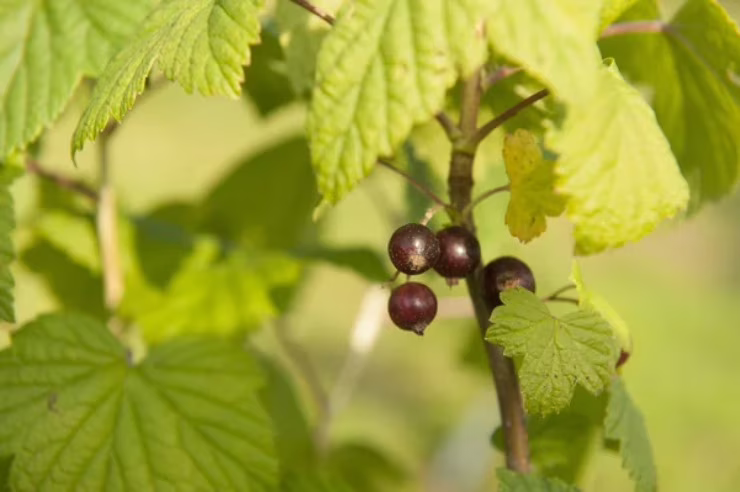 Ribes