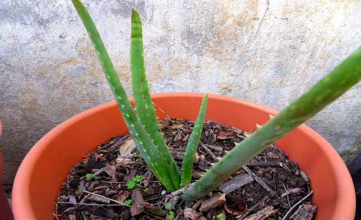 aloe vera pianta