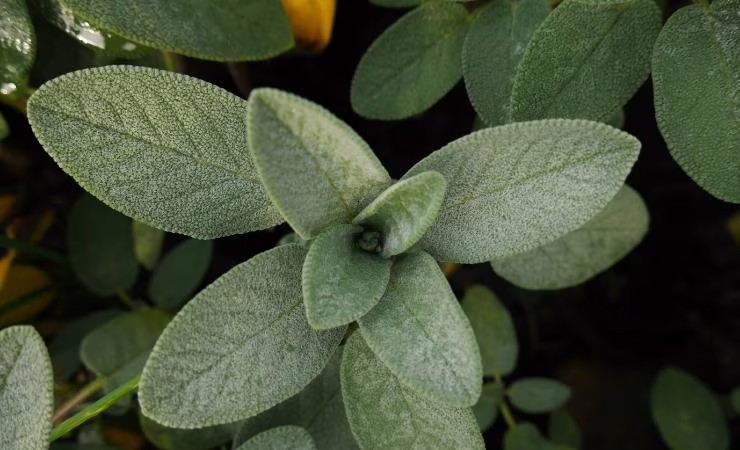 Salvia 