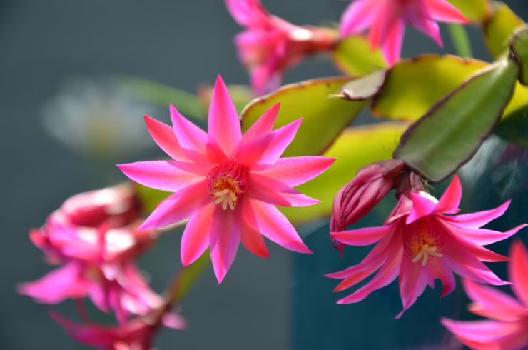 cactus di natale, Schlumberga