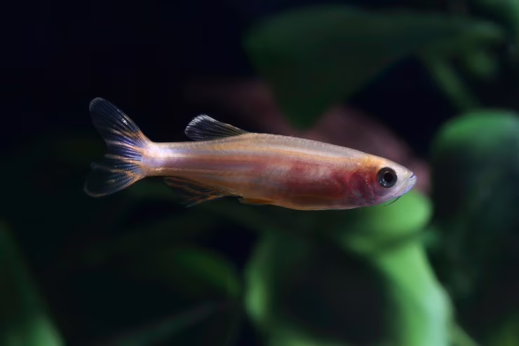 Pesce Zebra