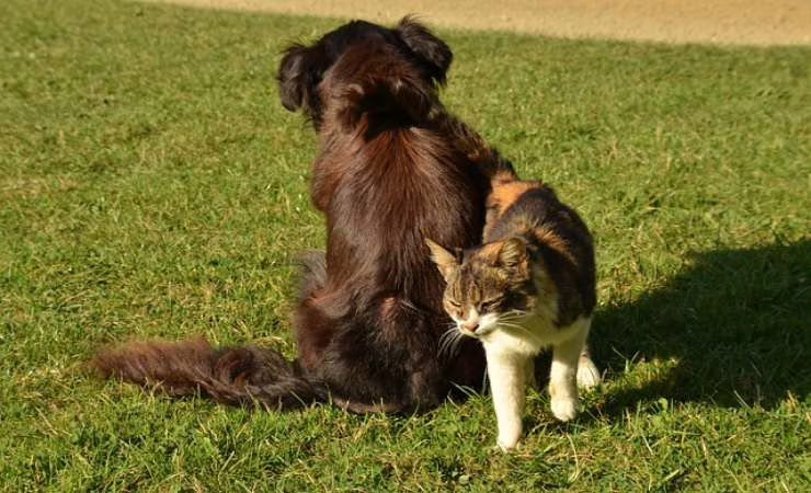 cane e gatto insieme