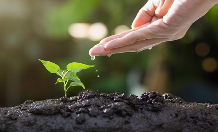 pianta nel terreno con acqua