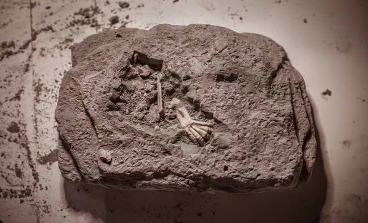 fossile impronta