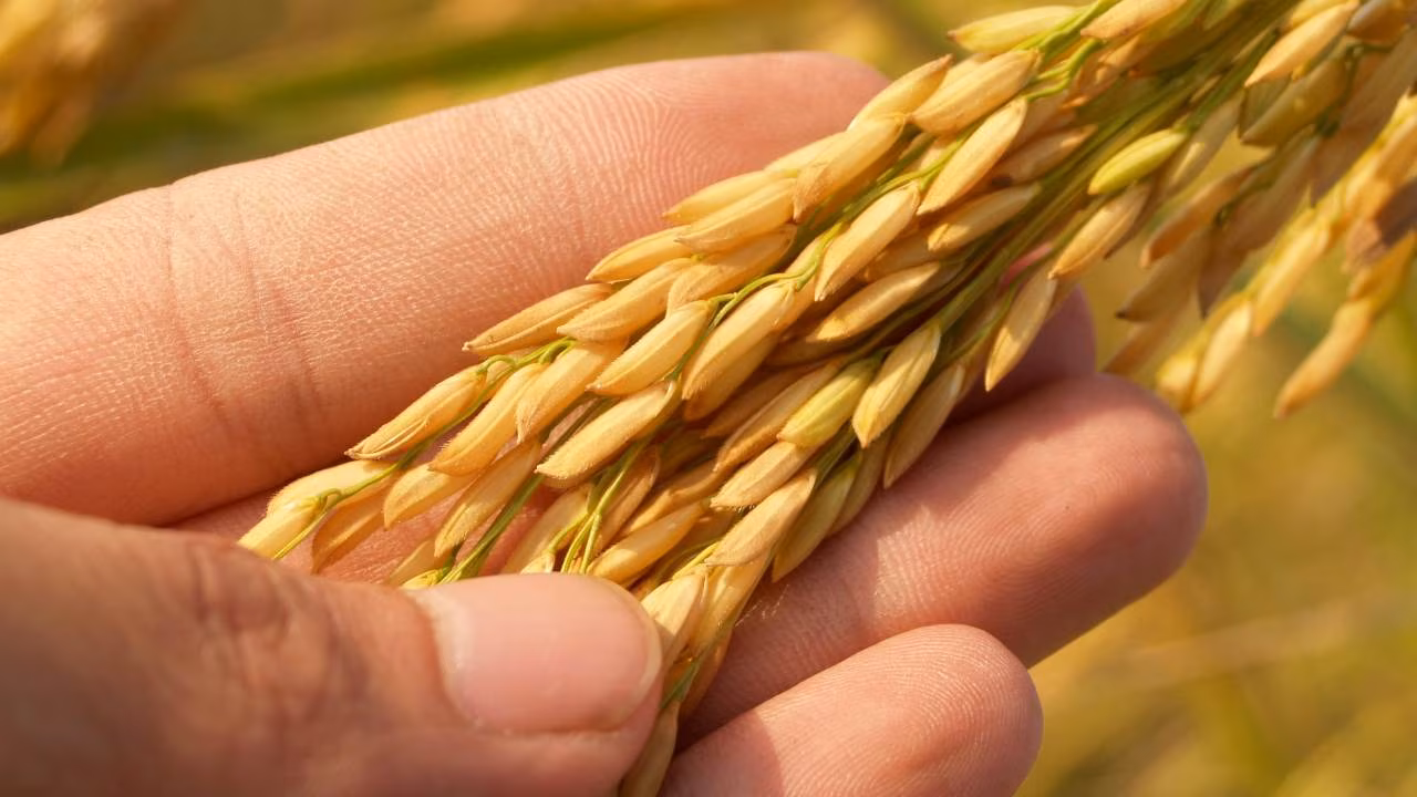 Bonus agricoltura - (cataniaoggi.it-pexels)