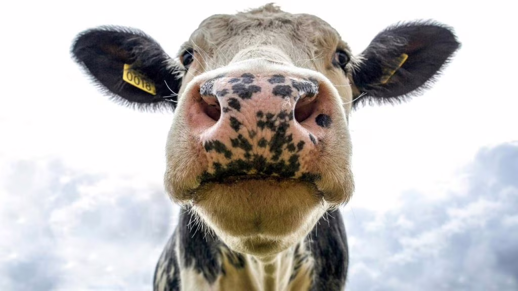 Mucca - (cataniaoggi.it-pexels)