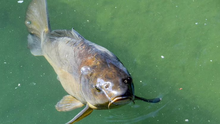 Pesce di fiume -(cataniaoggi.it-pexels)