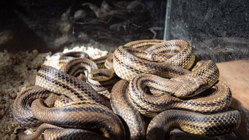 Serpenti - (cataniaoggi.it-pexels)