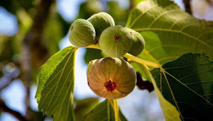 Albero di fico (cataniaoggi.it-pexels)