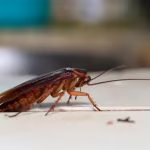 Scarafaggi, metti sul balcone queste piantine e li cacci subito al piano di sotto | Non usi nemmeno il DDT