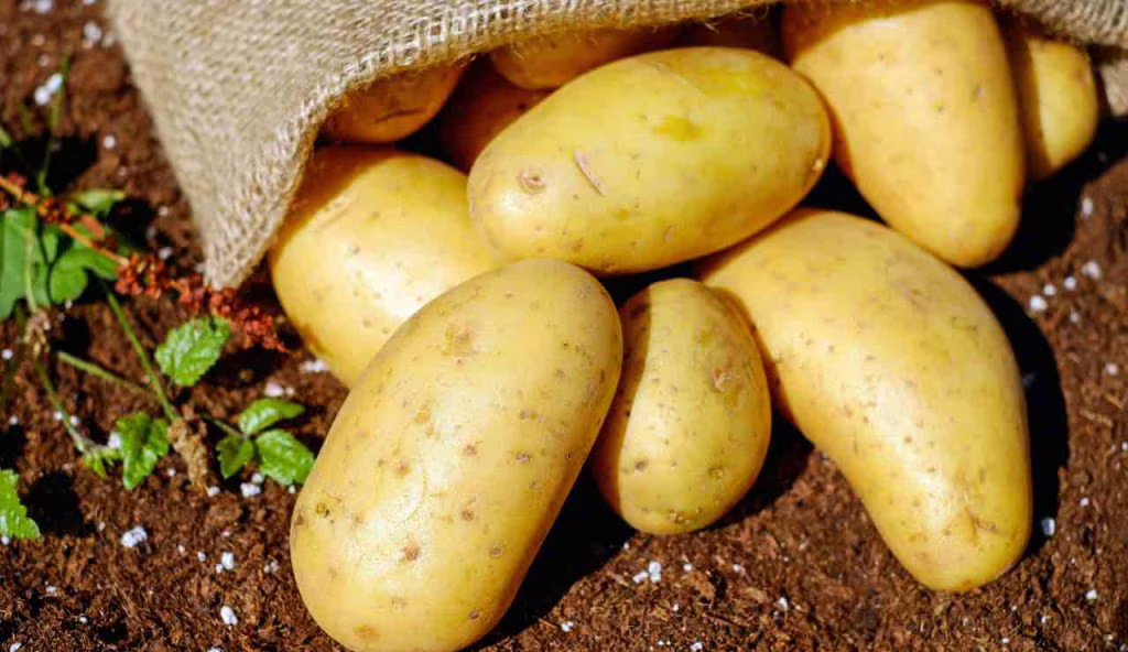 patate (pexels) - cataniaoggi