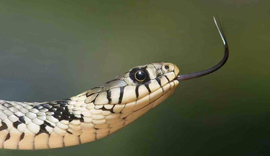 serpente (pexels) - cataniaoggi