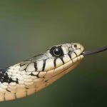 serpente (pexels) - cataniaoggi